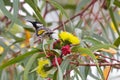 White-cheeked Honeyeater bird on Red capped gum tree with beautiful flowers Royalty Free Stock Photo