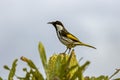 White-cheeked Honeyeater Royalty Free Stock Photo