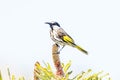 White-cheeked Honeyeater in Western Australia