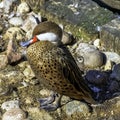 White-cheeked pintail, also known as the Bahama pintail or summer duck