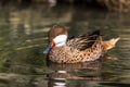 White-cheeked pintail, Anas bahamensis, also known as the Bahama pintail