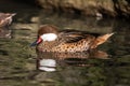 White-cheeked pintail, Anas bahamensis, also known as the Bahama pintail