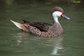 White-cheeked pintail Anas bahamensis