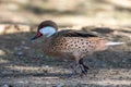 A white-cheeked pintail Anas bahamensis, Bahama pintail or summer duck, standing on ground