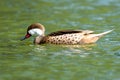 A white-cheeked pintail Anas bahamensis, Bahama pintail or summer duck, swimming in the pond
