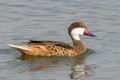 A white-cheeked pintail (Anas bahamensis), Bahama pintail or summer duck, swimming in the pond