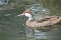 a white cheeked pintail duck swimming in a pond