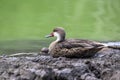White-cheeked Pintail Duck Sitting by a Pond