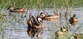 White-cheeked Pintails