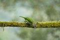 White-cheeked small green Barbet having fruits as food. Amazing photo with good background. Best to watch when birds feed on th