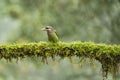 White-cheeked small green Barbet having fruits as food. Amazing photo with good background. Best to watch when birds feed on th