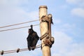 white-cheeked spider monkey (Ateles marginatus) on a rope structure, BioParque do Rio, Rio de Janeiro Royalty Free Stock Photo