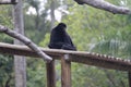 white-cheeked spider monkey (Ateles marginatus) on a tree structure, BioParque do Rio, Rio de Janeiro Royalty Free Stock Photo