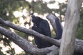 white-cheeked spider monkey (Ateles marginatus) on a tree structure, BioParque do Rio, Rio de Janeiro Royalty Free Stock Photo