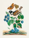 White-cheeked Starling, blueberries and a butterfly
