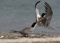 White-cheeked Tern figthing for a fish at Busaiteen coast of Bahrain Royalty Free Stock Photo