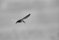 White-cheeked tern with a fish