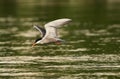 White-cheeked Tern fishing against green background