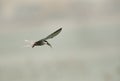 White-cheeked tern flying with a fish