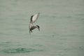 White-cheeked tern hovering