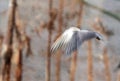 White-cheeked tern hovering, a slow shutter image