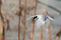 White-cheeked tern hovering to see the fishes down