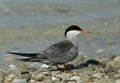 White-cheeked Tern Royalty Free Stock Photo