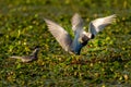 White-cheeked Tern males Sterna Repressa fighting for teritory Royalty Free Stock Photo