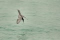 White-cheeked tern a plung into water
