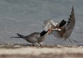 White-cheeked Tern snatching fish from other at Busaiteen coast of Bahrain Royalty Free Stock Photo