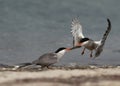 White-cheeked Tern snatching fish from other at Busaiteen coast of Bahrain Royalty Free Stock Photo