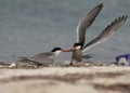 White-cheeked Tern snatching fish from other at Busaiteen coast of Bahrain Royalty Free Stock Photo