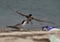 White-cheeked Tern snatching a fish from other at Busaiteen coast with a garbage at the side, Bahrain Royalty Free Stock Photo
