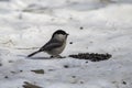 White - cheeked tit on the ground Royalty Free Stock Photo