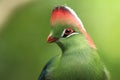 White-cheeked turaco Royalty Free Stock Photo