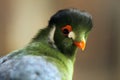 White-Cheeked Turaco