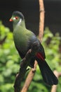 White-cheeked turaco