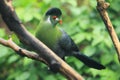 White-cheeked turaco Royalty Free Stock Photo