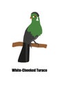 A white cheeked Turaco Tauraco leucotis vector on white background, an african tropical parrot like bird.