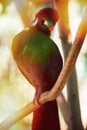 White-Cheeked Turaco perched Royalty Free Stock Photo