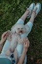 White cheerful fluffy dog poodle on the lap of a girl on the grass in the summer