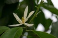 White Chempaka white bloom on the beautiful aroma. Royalty Free Stock Photo