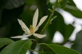 White Chempaka white bloom on the beautiful aroma. Royalty Free Stock Photo