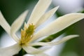 White Chempaka white bloom on the beautiful aroma. Royalty Free Stock Photo