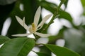 White Chempaka white bloom on the beautiful aroma. Royalty Free Stock Photo