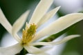 White Chempaka white bloom on the beautiful aroma. Royalty Free Stock Photo