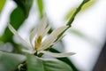 White Chempaka white bloom on the beautiful aroma. Royalty Free Stock Photo