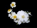 White Cherokee Roses