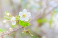 White cherries blossoming in spring