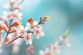 White cherry or apricot blossoms on a branch. Delicate Macro shot of almond blossom close up. Spring flowers of cherries